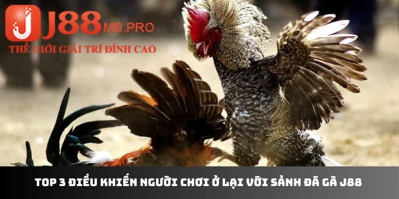 Top 3 điều khiến người chơi ở lại với sảnh đá gà J88 